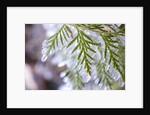 Close-Up of Ice-Covered Conifer by Anonymous