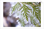 Close-Up of Ice-Covered Conifer by Anonymous
