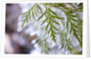 Close-Up of Ice-Covered Conifer by Anonymous