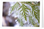 Close-Up of Ice-Covered Conifer by Anonymous