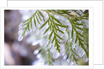 Close-Up of Ice-Covered Conifer by Anonymous
