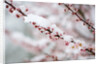 Snow on Cherry Tree Branch by Anonymous