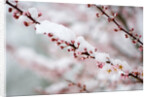 Snow on Cherry Tree Branch by Anonymous