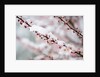 Snow on Cherry Tree Branch by Anonymous