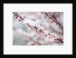 Snow on Cherry Tree Branch by Anonymous