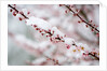 Snow on Cherry Tree Branch by Anonymous