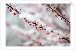 Snow on Cherry Tree Branch by Anonymous