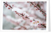 Snow on Cherry Tree Branch by Anonymous