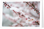 Snow on Cherry Tree Branch by Anonymous