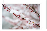 Snow on Cherry Tree Branch by Anonymous