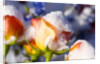 Snow-Covered Roses by Anonymous