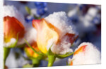 Snow-Covered Roses by Anonymous