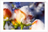 Snow-Covered Roses by Anonymous