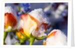 Snow-Covered Roses by Anonymous