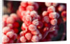 Frost-Covered Berries by Anonymous