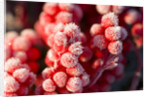 Frost-Covered Berries by Anonymous