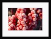 Frost-Covered Berries by Anonymous