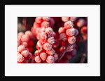 Frost-Covered Berries by Anonymous