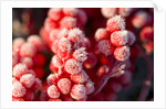 Frost-Covered Berries by Anonymous