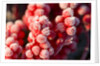 Frost-Covered Berries by Anonymous