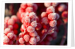 Frost-Covered Berries by Anonymous