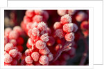 Frost-Covered Berries by Anonymous