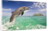 Bottlenosed Dolphin Leaping in Caribbean Sea by Anonymous