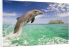 Bottlenosed Dolphin Leaping in Caribbean Sea by Anonymous