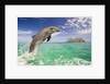 Bottlenosed Dolphin Leaping in Caribbean Sea by Anonymous