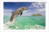 Bottlenosed Dolphin Leaping in Caribbean Sea by Anonymous