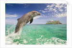 Bottlenosed Dolphin Leaping in Caribbean Sea by Anonymous