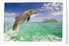 Bottlenosed Dolphin Leaping in Caribbean Sea by Anonymous