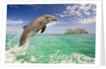 Bottlenosed Dolphin Leaping in Caribbean Sea by Anonymous