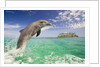 Bottlenosed Dolphin Leaping in Caribbean Sea by Anonymous
