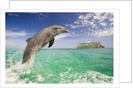 Bottlenosed Dolphin Leaping in Caribbean Sea by Anonymous