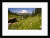 Mount Rainier National Park by Anonymous