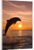 Bottlenosed Dolphin Leaping at Sunset by Anonymous