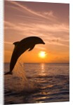 Bottlenosed Dolphin Leaping at Sunset by Anonymous