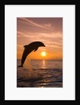 Bottlenosed Dolphin Leaping at Sunset by Anonymous