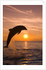 Bottlenosed Dolphin Leaping at Sunset by Anonymous
