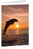 Bottlenosed Dolphin Leaping at Sunset by Anonymous