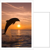 Bottlenosed Dolphin Leaping at Sunset by Anonymous