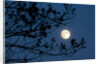 Full Moon in Winter by Anonymous
