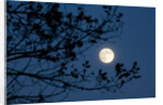 Full Moon in Winter by Anonymous