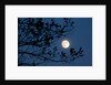 Full Moon in Winter by Anonymous