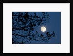 Full Moon in Winter by Anonymous