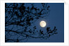 Full Moon in Winter by Anonymous