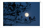 Full Moon in Winter by Anonymous