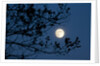Full Moon in Winter by Anonymous