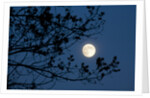 Full Moon in Winter by Anonymous